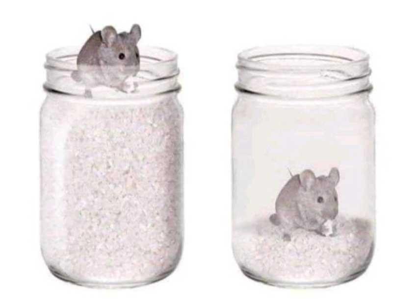 История с мышкой
