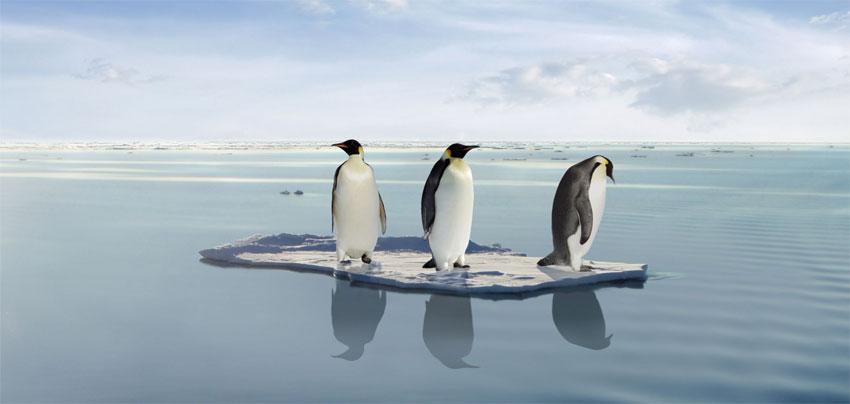 Мы пингвины